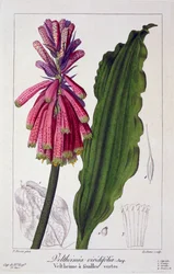 Veltheimia viridifolia
